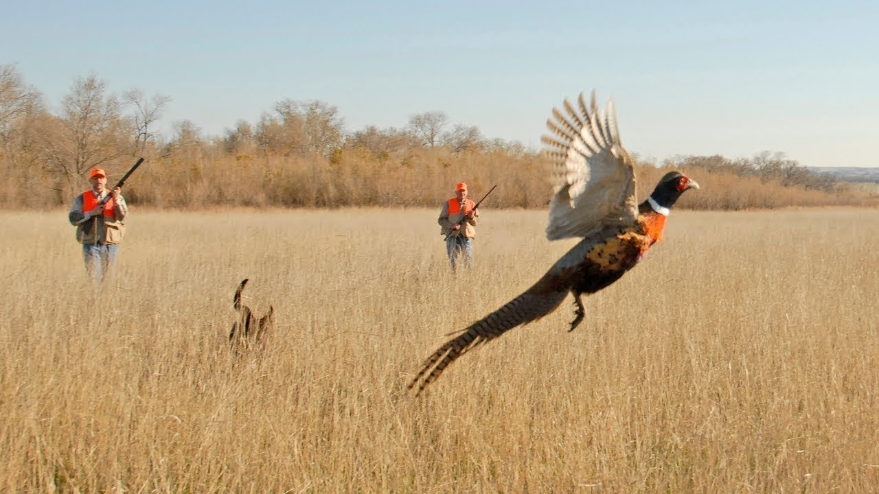 Why Iowa Is the Midwest’s Best Destination for Pheasant Hunting